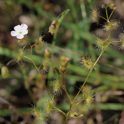 Drosera gunniana (Pale Sundew) at Albury, NSW - 20 Oct 2022 by KylieWaldon