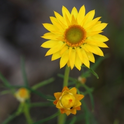 Xerochrysum viscosum (Sticky Everlasting) at Albury - 19 Oct 2022 by KylieWaldon