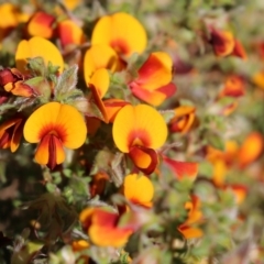 Pultenaea foliolosa (Small Leaf Bushpea) at Nail Can Hill - 19 Oct 2022 by KylieWaldon