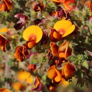 Pultenaea foliolosa at Glenroy, NSW - 20 Oct 2022 08:52 AM