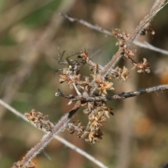 Unidentified Spider (Araneae) at Albury - 19 Oct 2022 by KylieWaldon