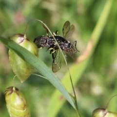 Unidentified Robber fly (Asilidae) at Nail Can Hill - 19 Oct 2022 by KylieWaldon