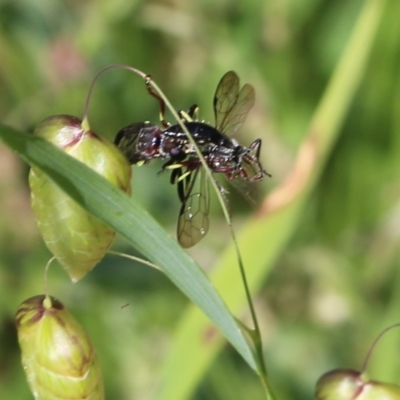 Unidentified Robber fly (Asilidae) at Albury, NSW - 19 Oct 2022 by KylieWaldon