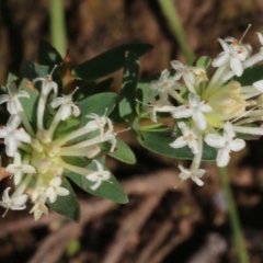 Pimelea sp. (Rice Flower) at Nail Can Hill - 19 Oct 2022 by KylieWaldon