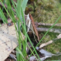 Unidentified Pyralid or Snout Moth (Pyralidae & Crambidae) at Albury, NSW - 19 Oct 2022 by KylieWaldon