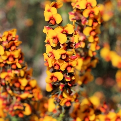 Dillwynia sericea (Egg And Bacon Peas) at Nail Can Hill - 19 Oct 2022 by KylieWaldon