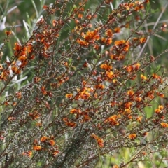 Dillwynia sericea at Albury, NSW - 20 Oct 2022