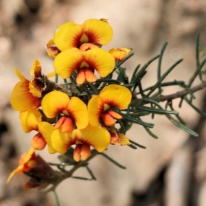 Dillwynia sericea at Albury, NSW - 20 Oct 2022