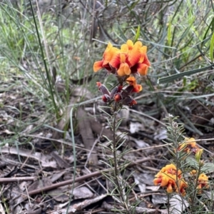 Dillwynia sp. Yetholme (P.C.Jobson 5080) NSW Herbarium at Ainslie, ACT - 29 Sep 2022