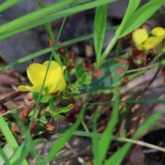 Hibbertia obtusifolia (Grey Guinea-flower) at Albury, NSW - 19 Oct 2022 by KylieWaldon