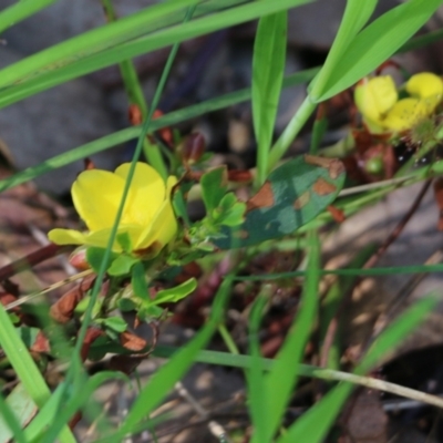 Hibbertia obtusifolia (Grey Guinea-flower) at Nail Can Hill - 19 Oct 2022 by KylieWaldon