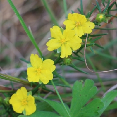 Hibbertia riparia (Erect Guinea-flower) at Nail Can Hill - 19 Oct 2022 by KylieWaldon