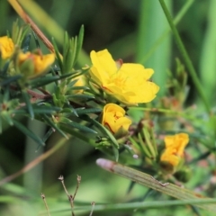 Hibbertia riparia at Albury, NSW - 20 Oct 2022 09:31 AM