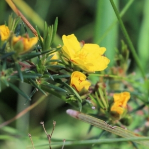 Hibbertia riparia at Albury, NSW - 20 Oct 2022 09:31 AM