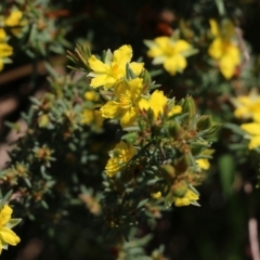 Hibbertia riparia at Albury, NSW - 20 Oct 2022 09:31 AM