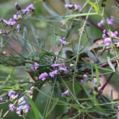 Glycine clandestina (Twining Glycine) at Albury, NSW - 20 Oct 2022 by KylieWaldon