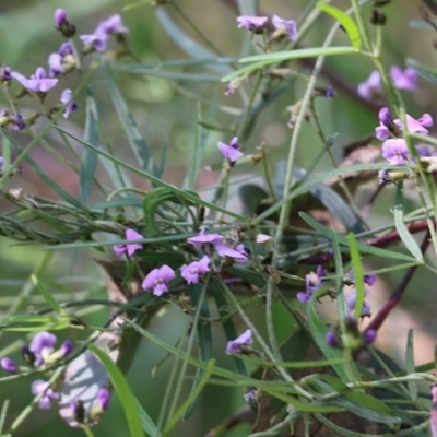 Glycine clandestina (Twining Glycine) at Nail Can Hill - 19 Oct 2022 by KylieWaldon