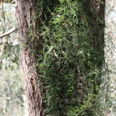 Glycine clandestina at Albury, NSW - 20 Oct 2022 09:10 AM