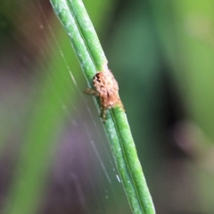 Araneinae (subfamily) (Orb weaver) at Albury, NSW - 19 Oct 2022 by KylieWaldon