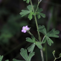 Geranium solanderi var. solanderi (Native Geranium) at Albury, NSW - 20 Oct 2022 by KylieWaldon