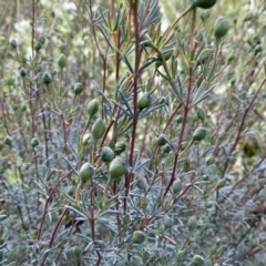 Gompholobium huegelii (Pale Wedge Pea) at Queanbeyan West, NSW - 19 Oct 2022 by Steve_Bok