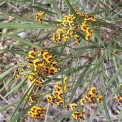 Daviesia mimosoides subsp. mimosoides at Queanbeyan West, NSW - 19 Oct 2022 03:15 PM