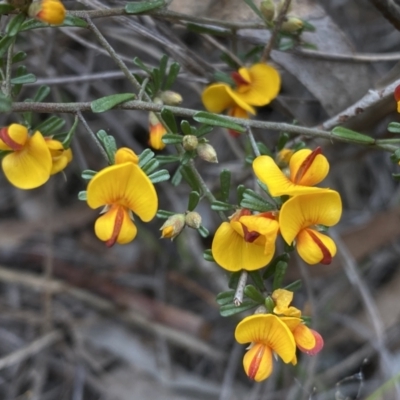 Pultenaea microphylla (Egg and Bacon Pea) at Queanbeyan West, NSW - 19 Oct 2022 by Steve_Bok
