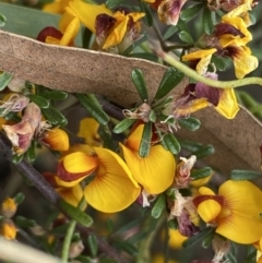 Pultenaea microphylla at Queanbeyan West, NSW - 19 Oct 2022 03:11 PM