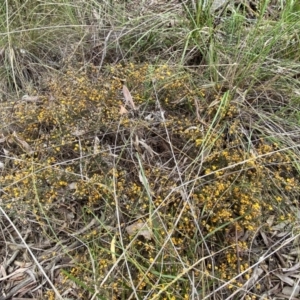 Pultenaea microphylla at Queanbeyan West, NSW - 19 Oct 2022 03:11 PM