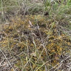 Pultenaea microphylla at Queanbeyan West, NSW - 19 Oct 2022