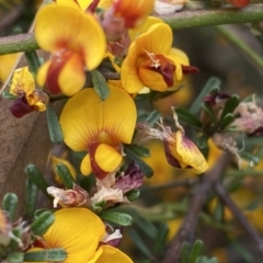 Pultenaea microphylla at Queanbeyan West, NSW - 19 Oct 2022 03:11 PM