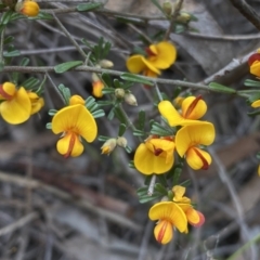 Pultenaea microphylla at Queanbeyan West, NSW - 19 Oct 2022 03:11 PM