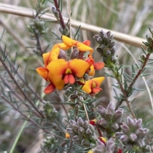 Dillwynia sericea at Queanbeyan West, NSW - 19 Oct 2022