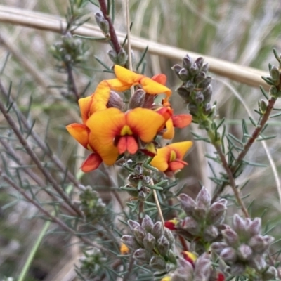 Dillwynia sericea (Egg And Bacon Peas) at Queanbeyan West, NSW - 19 Oct 2022 by Steve_Bok