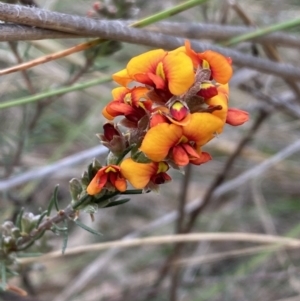 Dillwynia sericea at Queanbeyan West, NSW - 19 Oct 2022