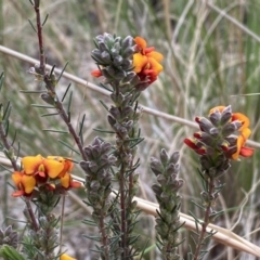 Dillwynia sericea at Queanbeyan West, NSW - 19 Oct 2022