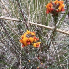 Dillwynia sericea at Queanbeyan West, NSW - 19 Oct 2022