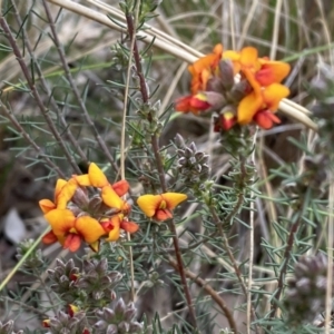 Dillwynia sericea at Queanbeyan West, NSW - 19 Oct 2022