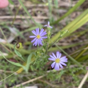 Vittadinia cuneata at Queanbeyan West, NSW - 19 Oct 2022