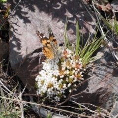 Styphelia nesophila (Sharp Beard-heath) at Booth, ACT - 19 Oct 2022 by RAllen