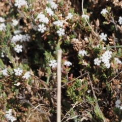 Leucopogon attenuatus (Small-leaved Beard Heath) at Booth, ACT - 19 Oct 2022 by RAllen