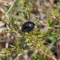 Paropsisterna sp. (genus) (A leaf beetle) at Booth, ACT - 19 Oct 2022 by RAllen