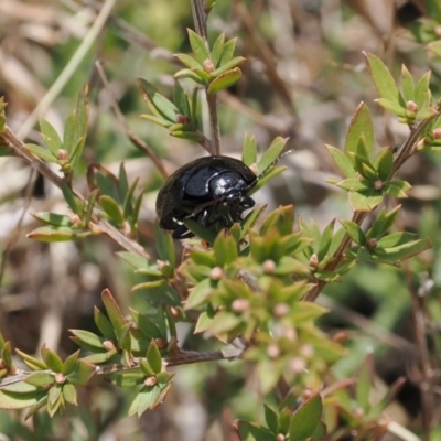 Paropsisterna sp. (genus) (A leaf beetle) at Booth, ACT - 19 Oct 2022 by RAllen