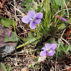 Viola betonicifolia subsp. betonicifolia at Booth, ACT - 19 Oct 2022