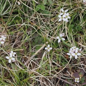 Cardamine franklinensis at Booth, ACT - 19 Oct 2022