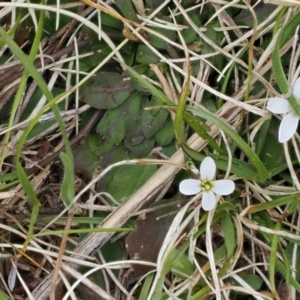 Cardamine franklinensis at Booth, ACT - 19 Oct 2022