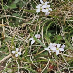 Cardamine franklinensis at Booth, ACT - 19 Oct 2022