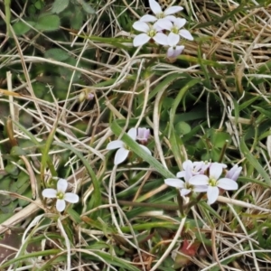 Cardamine franklinensis at Booth, ACT - 19 Oct 2022