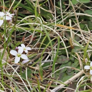 Cardamine franklinensis at Booth, ACT - 19 Oct 2022