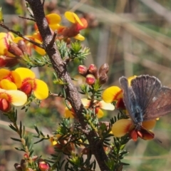 Erina hyacinthina (Varied Dusky-blue) at Black Mountain - 11 Oct 2022 by BarrieR